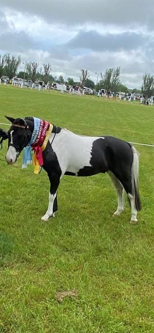 Competitor picture for Mask Of Zorro