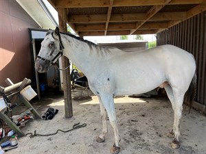 Competitor picture for Alfie