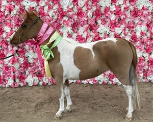 Competitor picture for Forestlands MLady's just a Brat