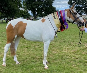 Competitor picture for Mustangs Goldengirl