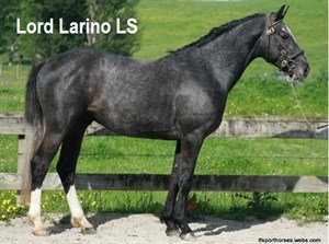 Competitor picture for Lord Larino LS