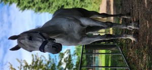 Competitor picture for Dreams of Silver