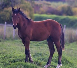 Competitor picture for AWATEA ARIKI 