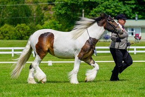 Competitor picture for Ronhaven Cirkeline 