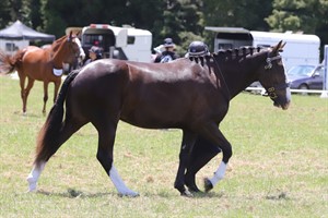 Competitor picture for Maple Valley Afterglow
