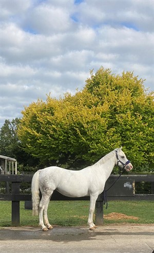 Competitor picture for Corivale Blonde Iced Lights