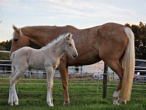 Competitor picture for Goldendream's Shesalil Miracle