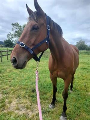 Competitor picture for Majestic Rock