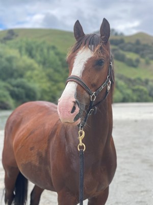 Competitor picture for Ngati Sweetpea