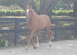 Competitor picture for Weezer LS