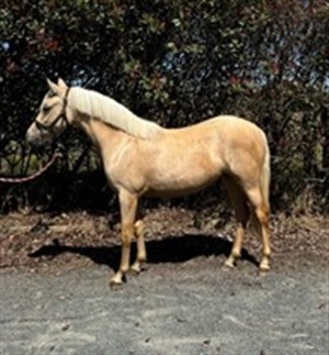 Competitor picture for Dustys Classic Elegance