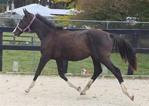 Competitor picture for Christopher Columbus LS