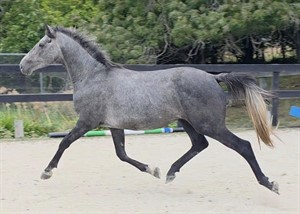 Competitor picture for Lord Delamere LS