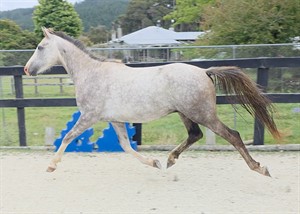 Competitor picture for Wakame LS