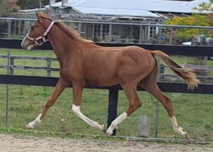 Competitor picture for Winchester LS