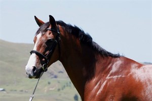 Competitor picture for Matarawa Tamarillo