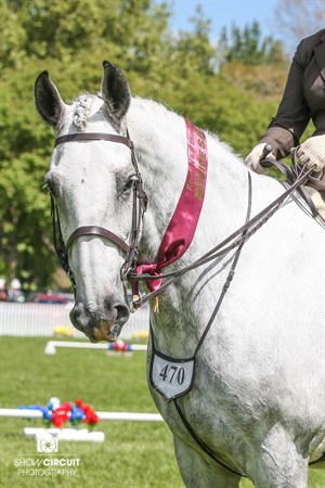 Competitor picture for Te Kara Bob