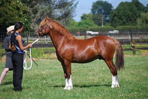 Competitor picture for El Alpha Ruebenstein