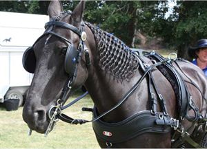 Competitor picture for Tilly's Filly