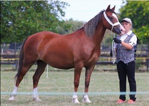 Competitor picture for Ballytruckle Heart of Gold