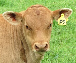 Competitor picture for STIRLING FERGIE - F5