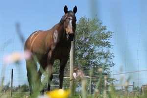 Competitor picture for Azevino