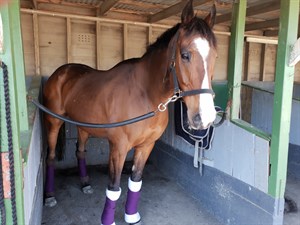 Competitor picture for Aria prince