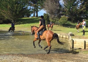 Competitor picture for Galaxy Queen's Counsel
