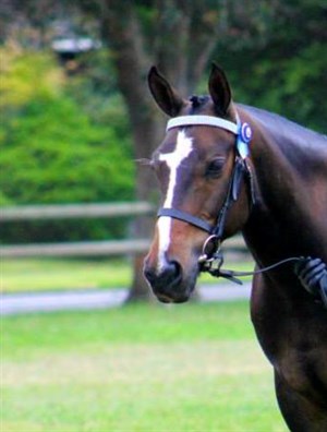 Competitor picture for Sir Tomlinson