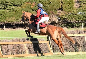 Competitor picture for Maxwellton Saturday Sensation