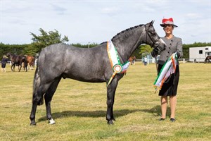Competitor picture for Hollybank Crusader 