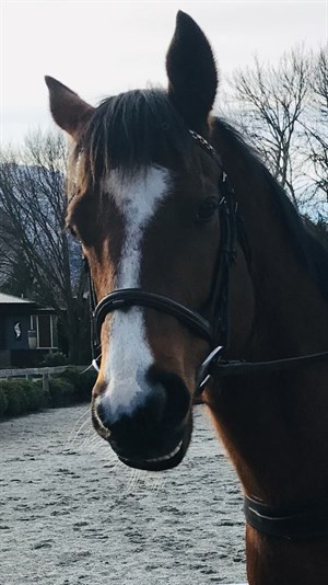 Competitor picture for Seduttore