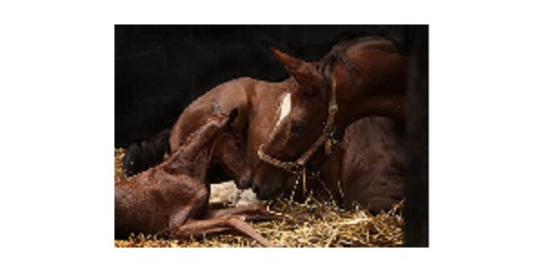 Mare and new foal