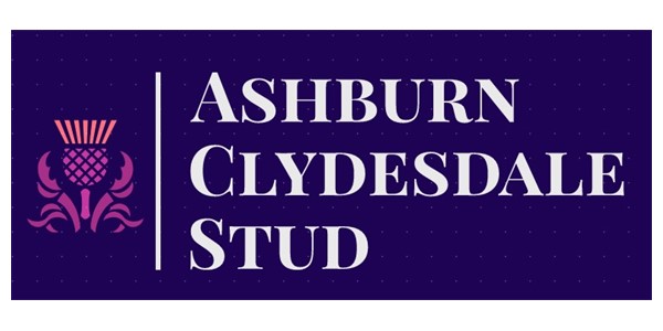 Ashburn Clydesdale Stud