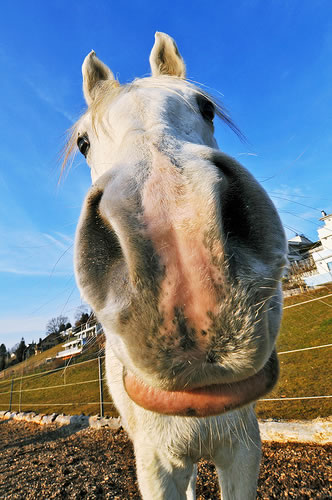 Funny photo of a horse with a big nose