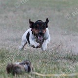Terrier racing