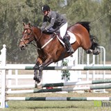 Open Horse 1.20m