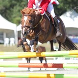 Pony 95cm