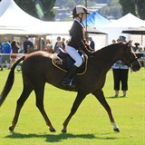 Pony Club Classes