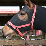 Solway College Inter-School Dressage Event