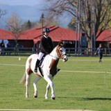 Dressage